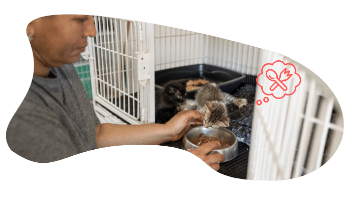 Shelter kittens getting care, as all pets get at Camden Animal Hospital