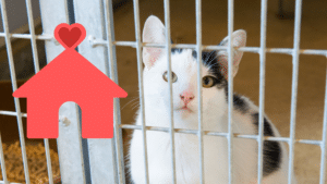 Former shelter cat in a cage ready to go to a new home in Camden, AR