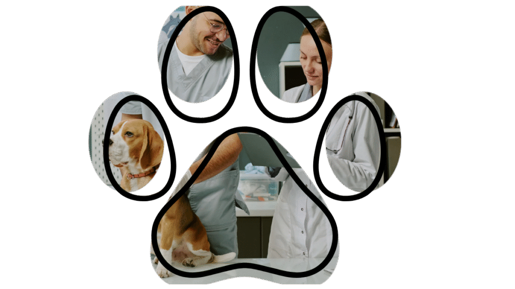Pet dental care at Camden Animal Hospital to prevent oral disease